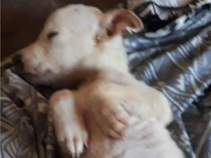 Cachorro raça Pit bull idade Abaixo de 2 meses nome Sem nome