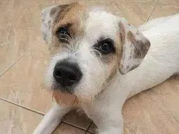 Cachorro ra a SRD-ViraLata idade 7 a 11 meses nome Atlas