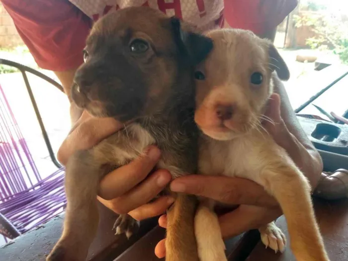 Cachorro ra a Não sei  idade Abaixo de 2 meses nome Não tem nome 