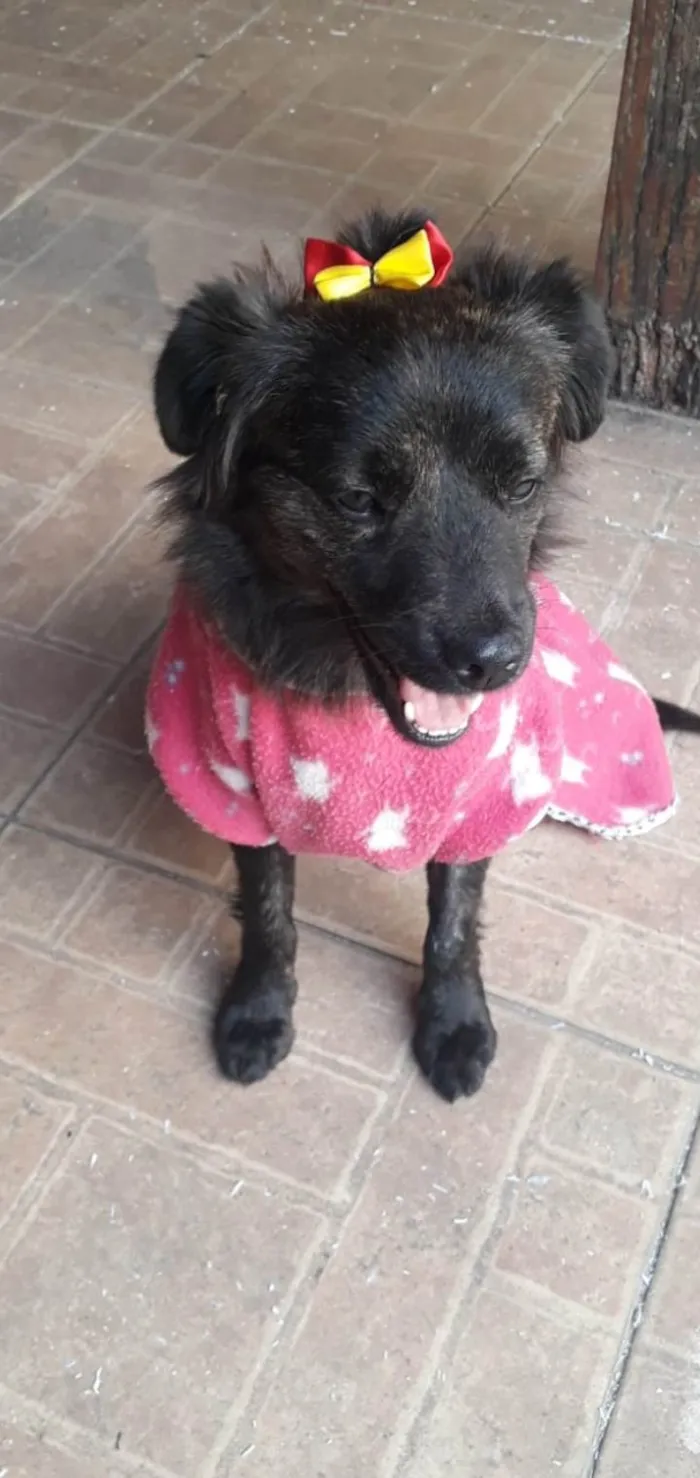 Cachorro ra a Srd idade 1 ano nome Jade