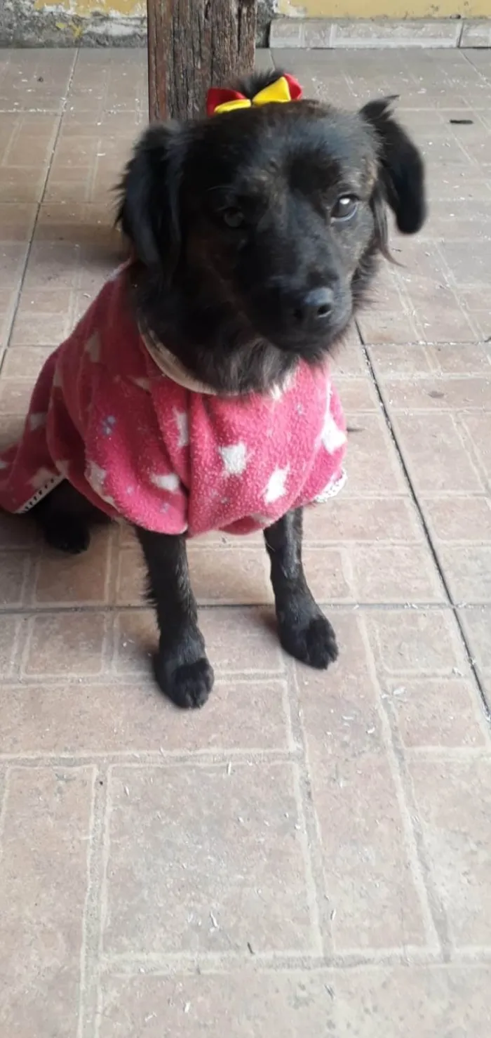 Cachorro ra a Srd idade 1 ano nome Jade
