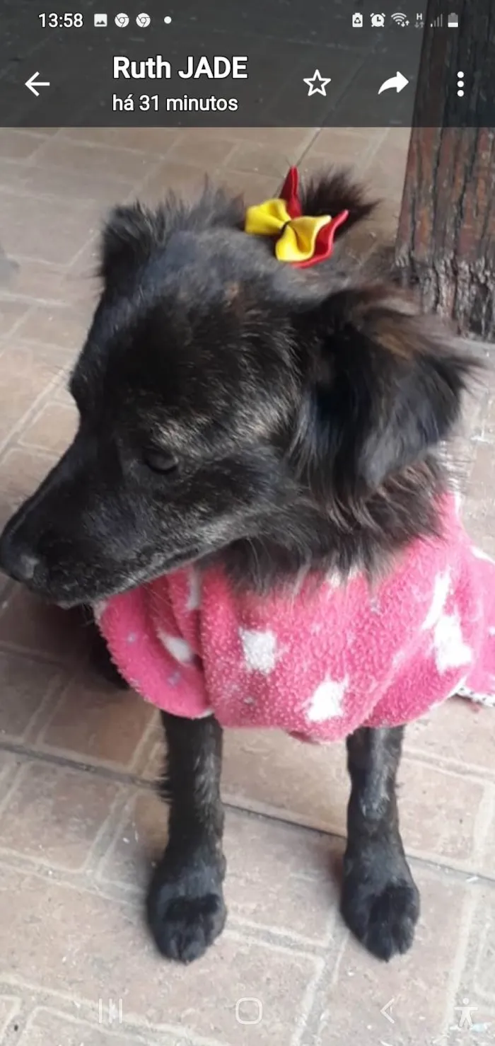 Cachorro ra a Srd idade 1 ano nome Jade