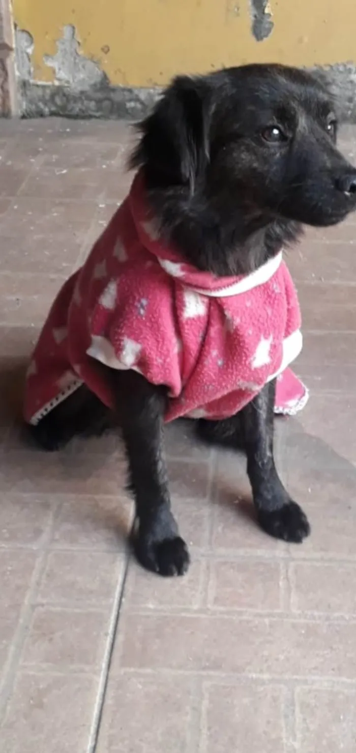Cachorro ra a Srd idade 1 ano nome Jade