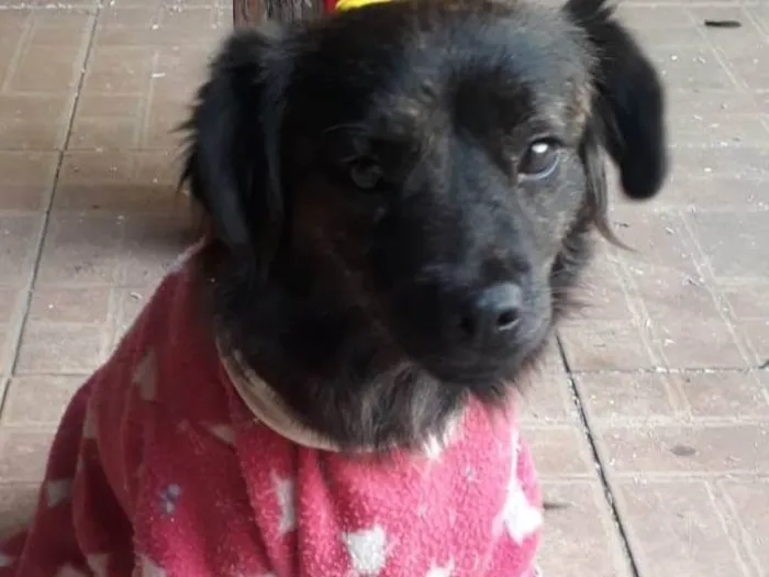 Cachorro ra a Srd idade 1 ano nome Jade
