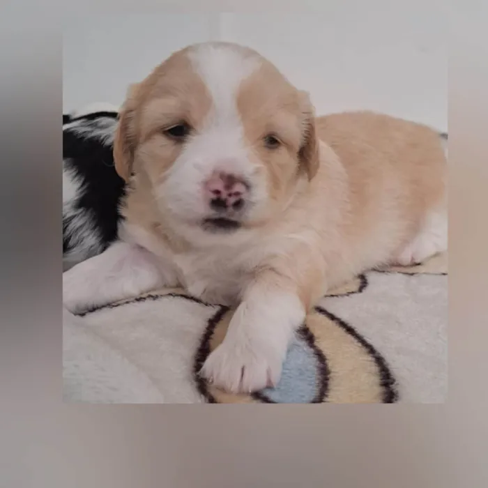 Cachorro ra a SRD-ViraLata idade Abaixo de 2 meses nome Chico, Elis e Zeca