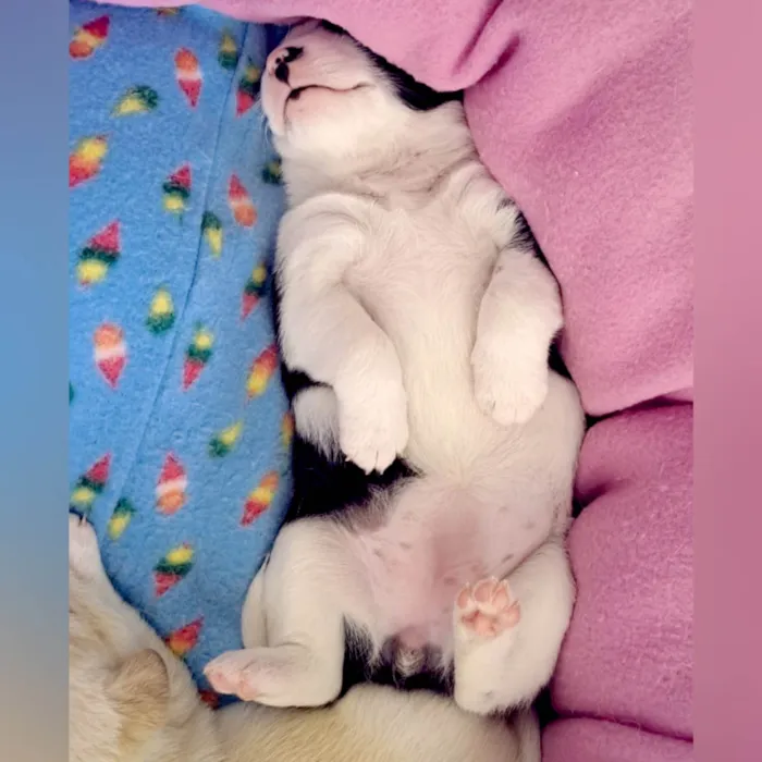 Cachorro ra a SRD-ViraLata idade Abaixo de 2 meses nome Chico, Elis e Zeca