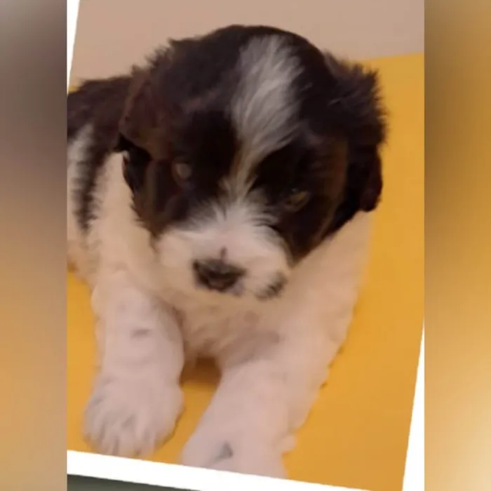 Cachorro ra a SRD-ViraLata idade Abaixo de 2 meses nome Chico, Elis e Zeca