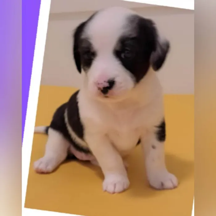 Cachorro ra a SRD-ViraLata idade Abaixo de 2 meses nome Chico, Elis e Zeca