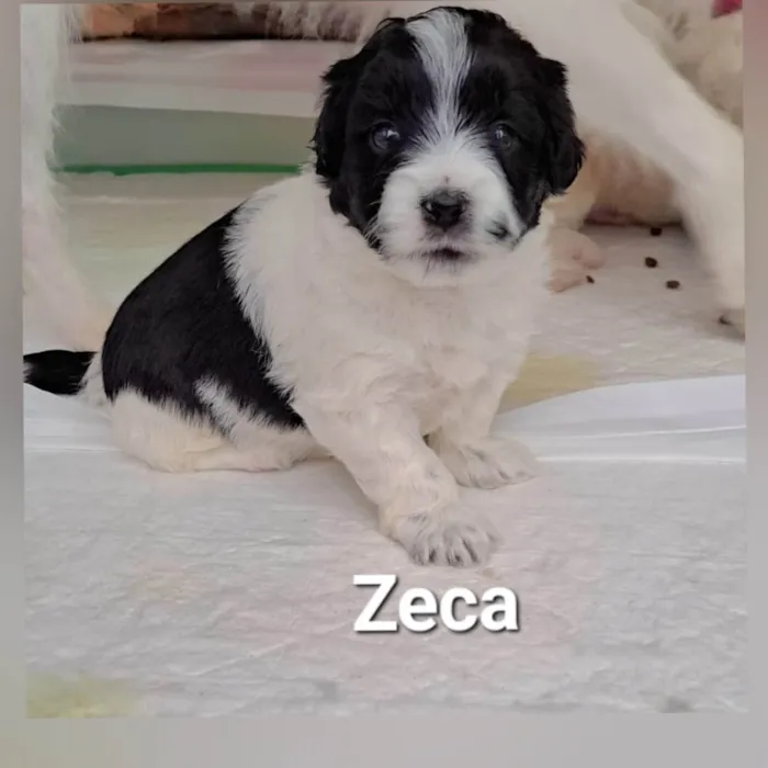 Cachorro ra a SRD-ViraLata idade Abaixo de 2 meses nome Chico, Elis e Zeca