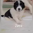 Chico, Elis e Zeca