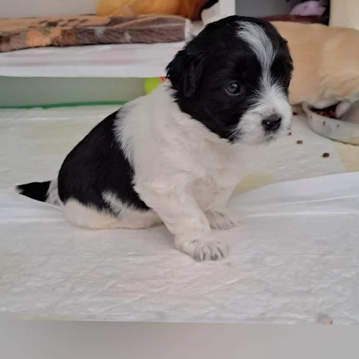 Cachorro ra a SRD-ViraLata idade Abaixo de 2 meses nome Chico, Elis e Zeca