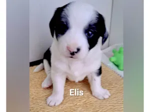 Cachorro raça SRD-ViraLata idade Abaixo de 2 meses nome Chico, Elis e Zeca