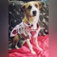 Cachorro raça SRD-ViraLata idade 2 anos nome Barbie
