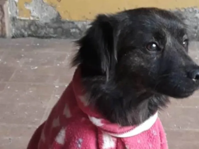 Cachorro ra a Srd idade 1 ano nome Jade