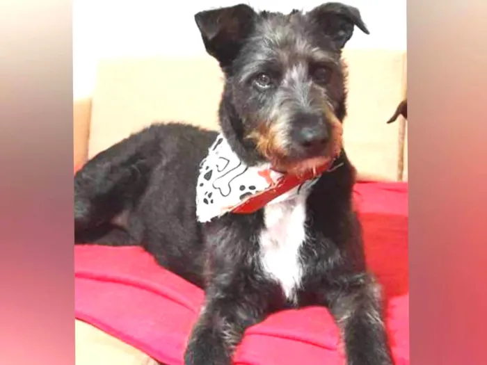 Cachorro ra a Sem raça definida  idade 1 ano nome Luna