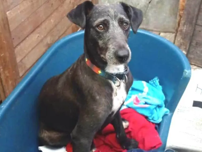 Cachorro ra a Sem raça definida  idade 1 ano nome Luna