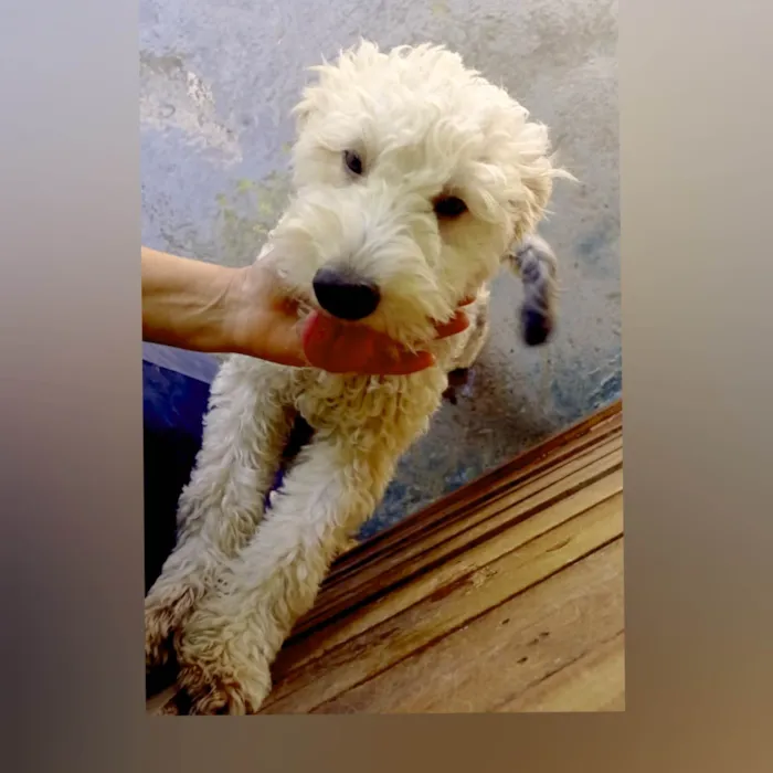 Cachorro ra a SRD-ViraLata idade 1 ano nome Lion