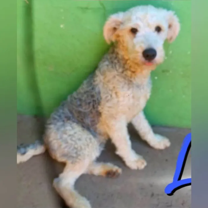Cachorro ra a SRD-ViraLata idade 1 ano nome Lion