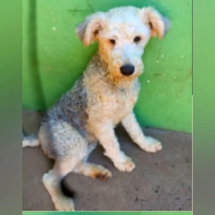 Cachorro ra a SRD-ViraLata idade 1 ano nome Lion