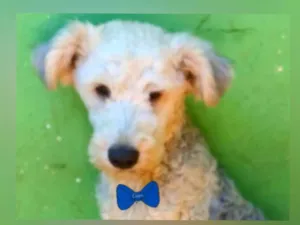 Cachorro raça SRD-ViraLata idade 1 ano nome Lion