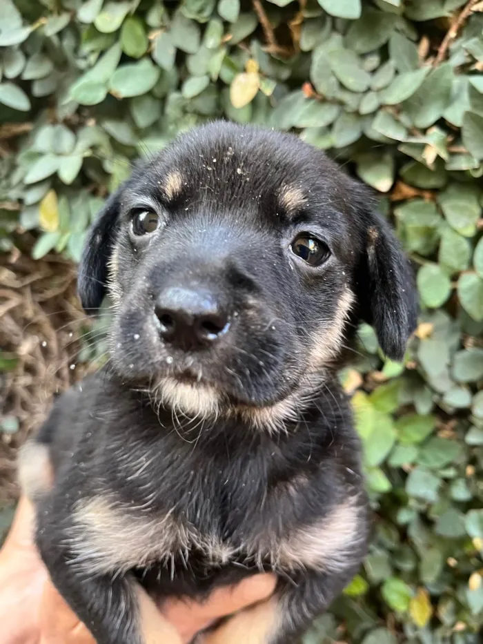 Cachorro ra a SRD-ViraLata idade Abaixo de 2 meses nome Duda