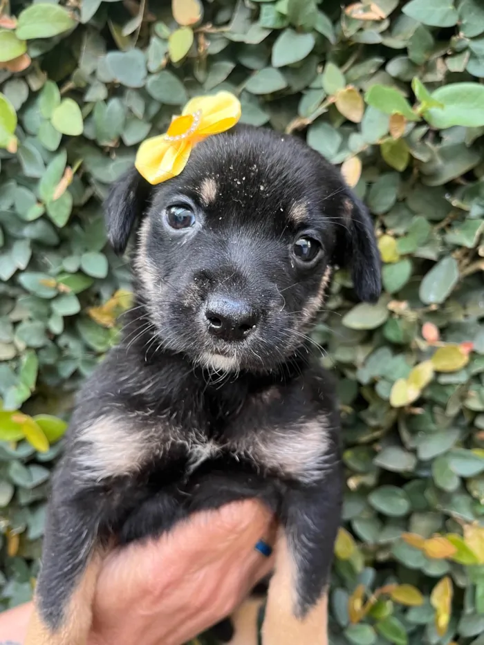 Cachorro ra a SRD-ViraLata idade Abaixo de 2 meses nome Duda