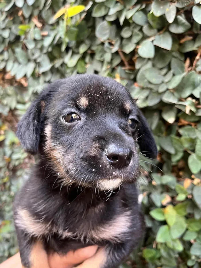 Cachorro ra a SRD-ViraLata idade Abaixo de 2 meses nome Duda
