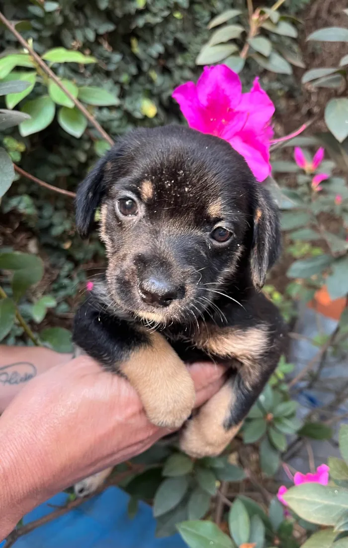 Cachorro ra a SRD-ViraLata idade Abaixo de 2 meses nome Duda