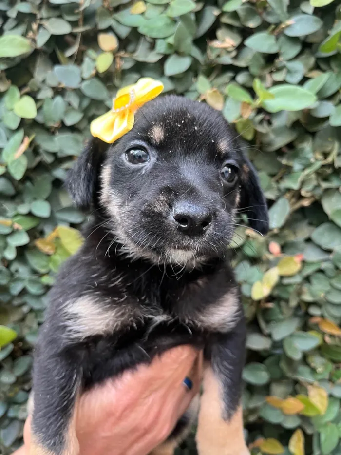 Cachorro ra a SRD-ViraLata idade Abaixo de 2 meses nome Duda