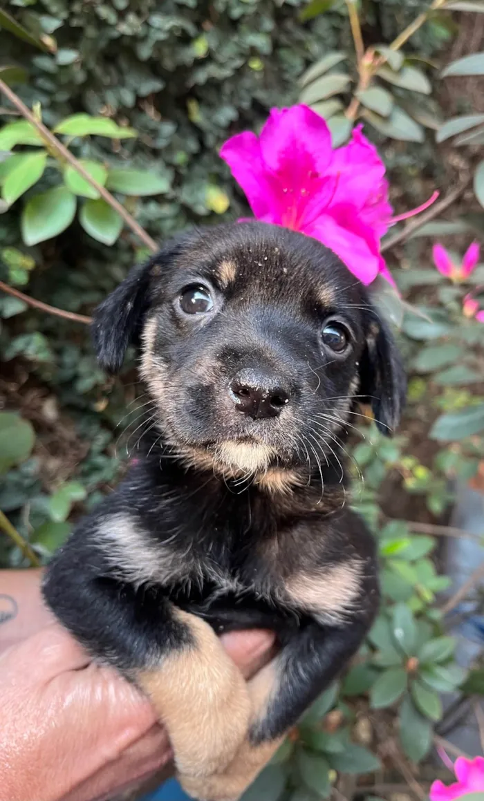 Cachorro ra a SRD-ViraLata idade Abaixo de 2 meses nome Duda