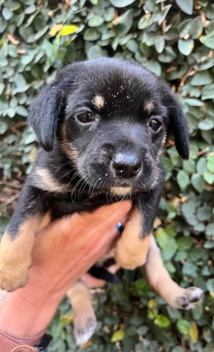 Cachorro ra a SRD-ViraLata idade Abaixo de 2 meses nome Duda