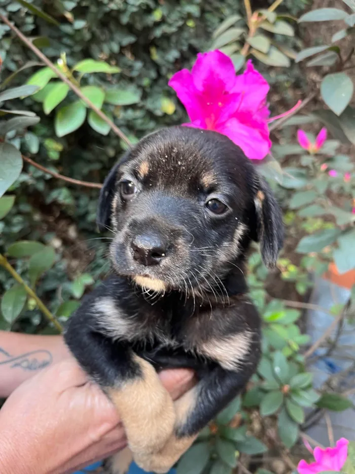 Cachorro ra a SRD-ViraLata idade Abaixo de 2 meses nome Duda