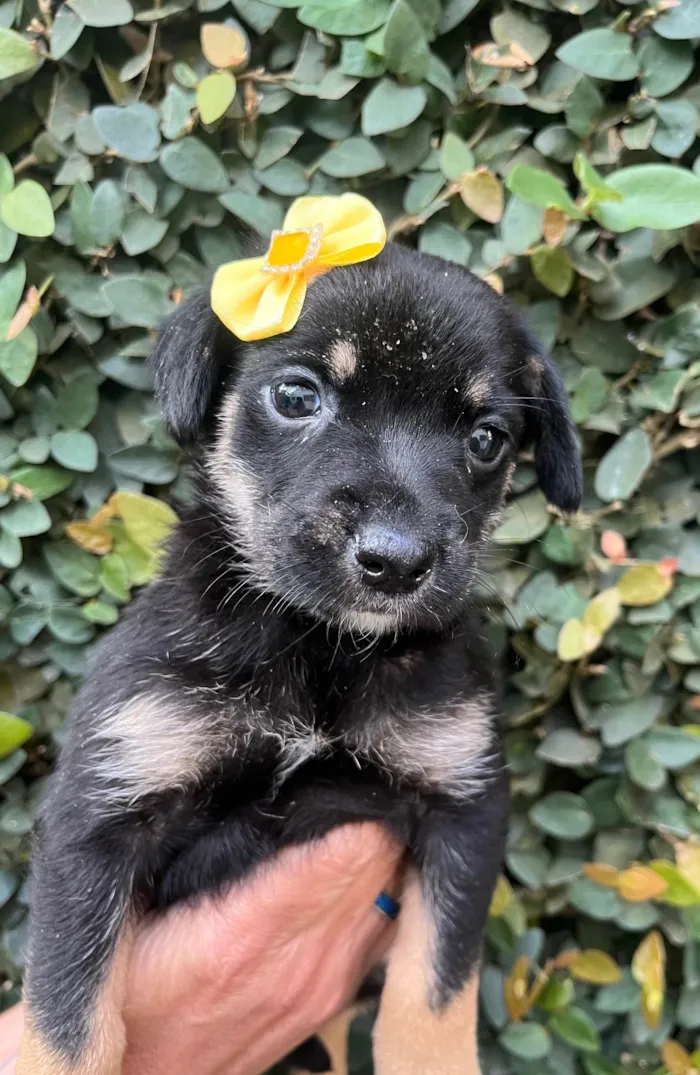 Cachorro ra a SRD-ViraLata idade Abaixo de 2 meses nome Duda