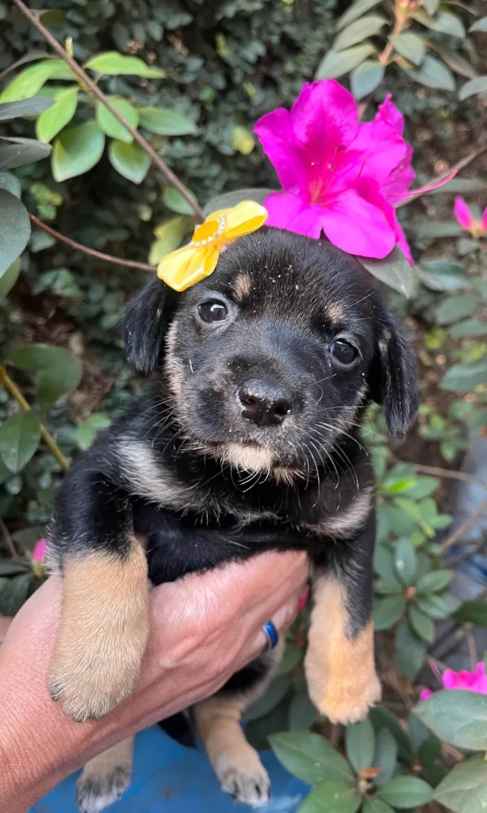 Cachorro ra a SRD-ViraLata idade Abaixo de 2 meses nome Duda