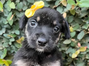 Cachorro raça SRD-ViraLata idade Abaixo de 2 meses nome Duda