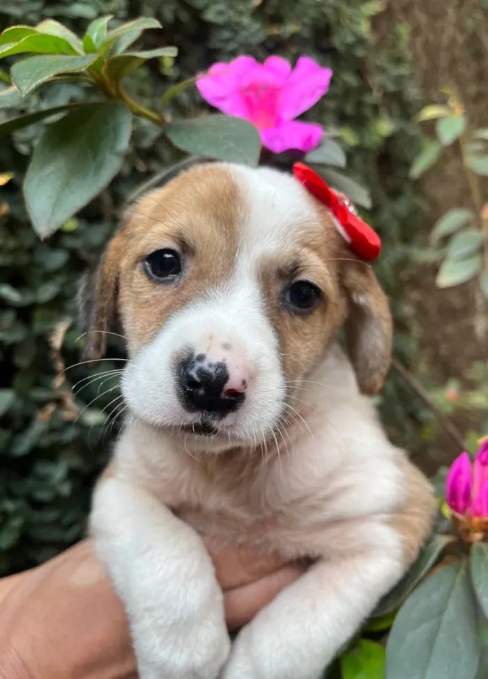 Cachorro ra a SRD-ViraLata idade Abaixo de 2 meses nome Dora
