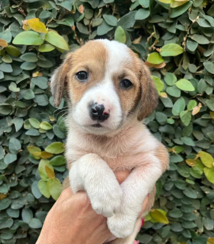 Cachorro ra a SRD-ViraLata idade Abaixo de 2 meses nome Dora