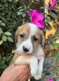 Dora
