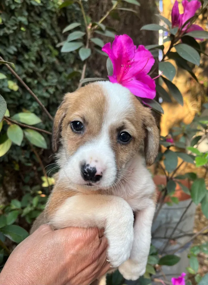 Cachorro ra a SRD-ViraLata idade Abaixo de 2 meses nome Dora