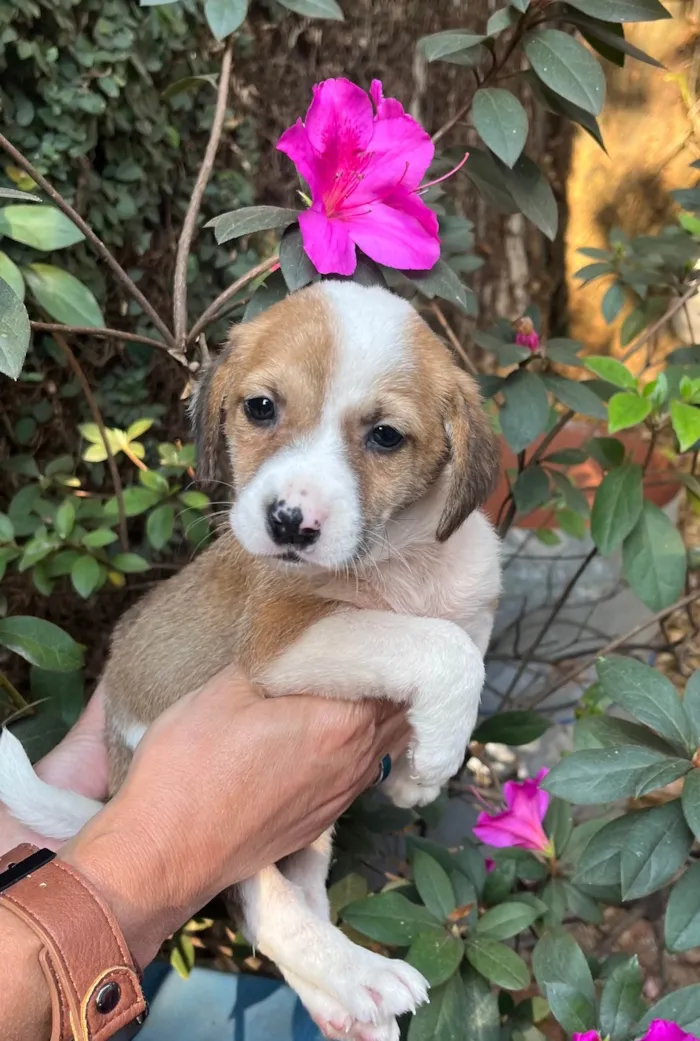 Cachorro ra a SRD-ViraLata idade Abaixo de 2 meses nome Dora