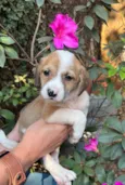 Dora
