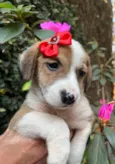 Dora