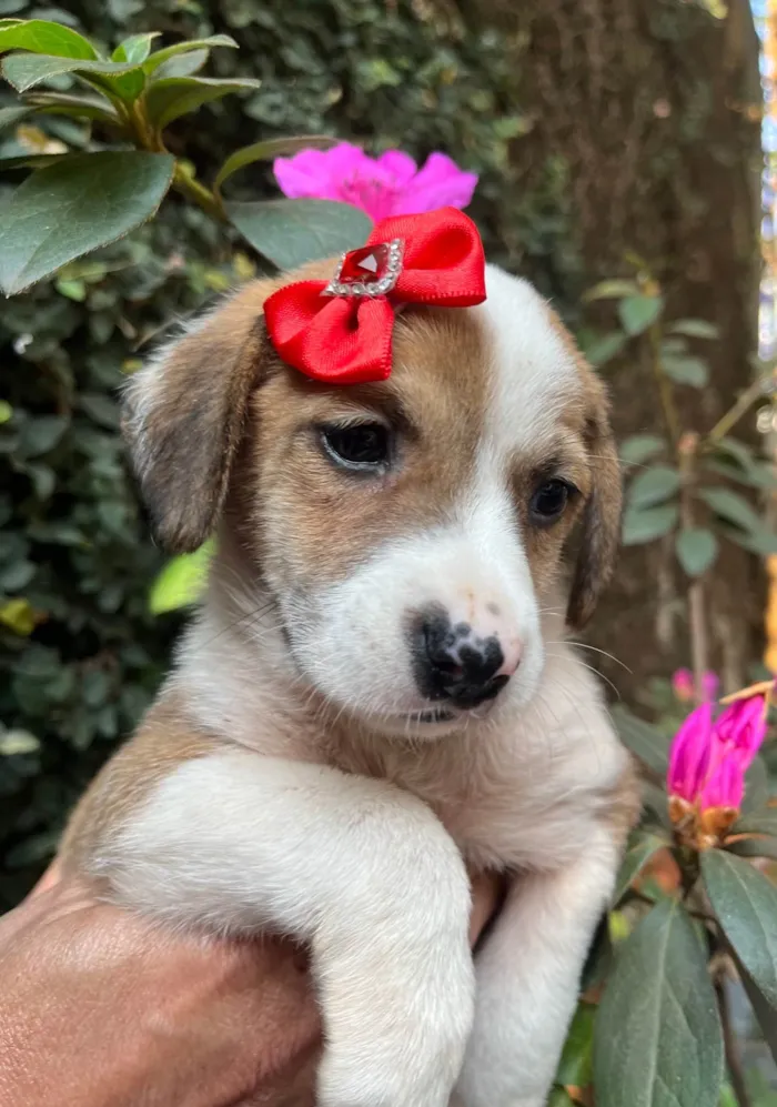 Cachorro ra a SRD-ViraLata idade Abaixo de 2 meses nome Dora