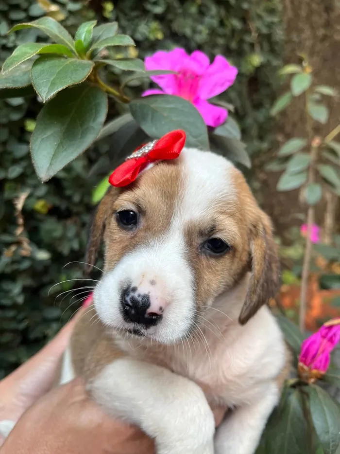 Cachorro ra a SRD-ViraLata idade Abaixo de 2 meses nome Dora