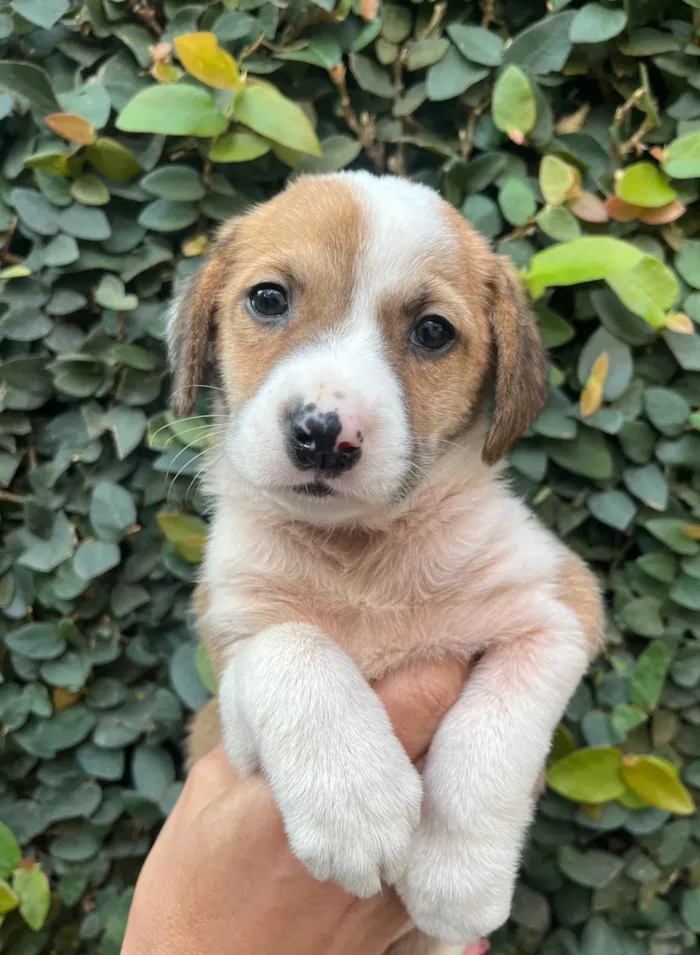 Cachorro ra a SRD-ViraLata idade Abaixo de 2 meses nome Dora