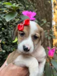 Dora