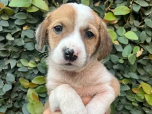 Cachorro raça SRD-ViraLata idade Abaixo de 2 meses nome Dora