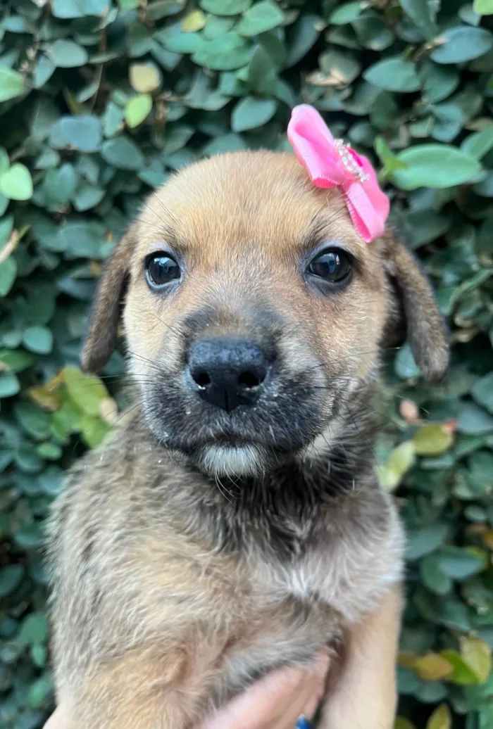 Cachorro ra a SRD-ViraLata idade Abaixo de 2 meses nome Dani