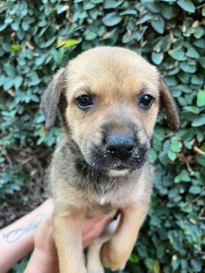Cachorro ra a SRD-ViraLata idade Abaixo de 2 meses nome Dani