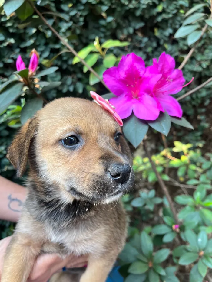 Cachorro ra a SRD-ViraLata idade Abaixo de 2 meses nome Dani